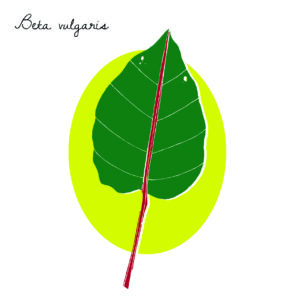 Beta vulgaris by Virginia Elena Patrone