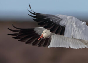 Photo: Danny Hancock/Audubon Photography Awards